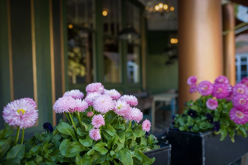 Bellis perennis mit gefüllten Blüten im Balkonkasten