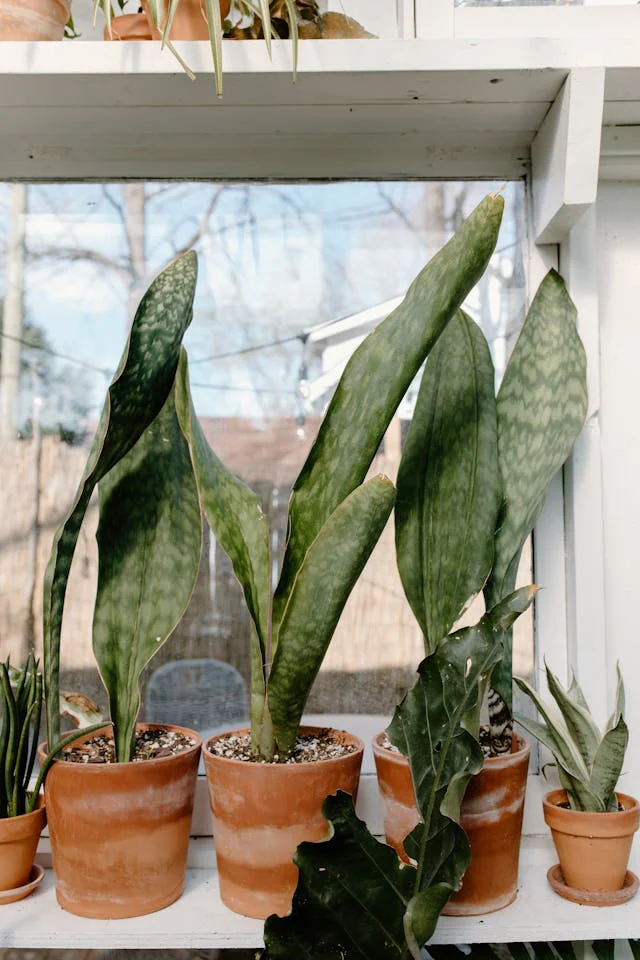 Am Fenster stehen mehrere Bogenhanf im Topf