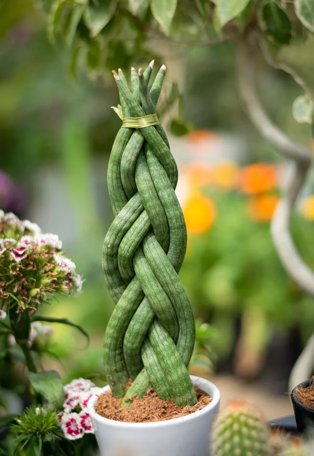 Sansevieria cylindrica geflochten im weißen Topf