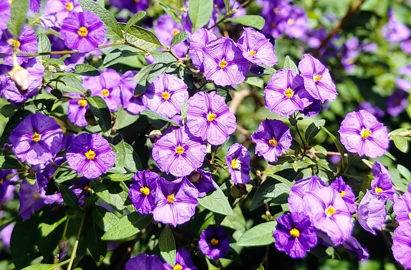 Viele Blüten am Enzianstrauch