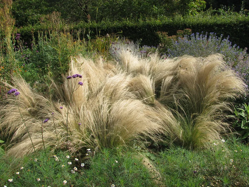 üppiges Federgras in einem mediterranen Garten