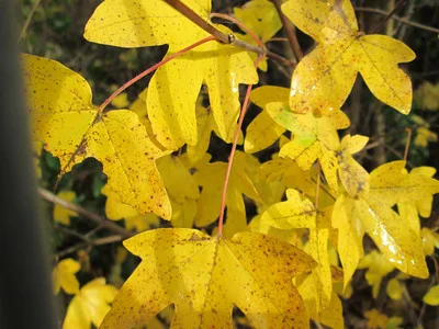 Goldgelbe Feldahorn Blätter im Herbst