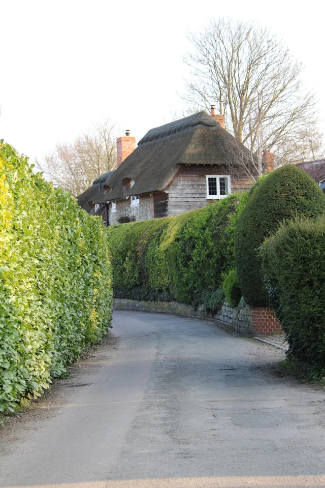 Eine Feldahorn Hecke gegenüber einer Koniferenhecke mit einer kleinen Straße dazwischen