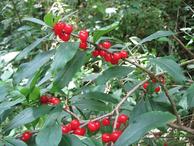 Seidelbast mit roten Beeren