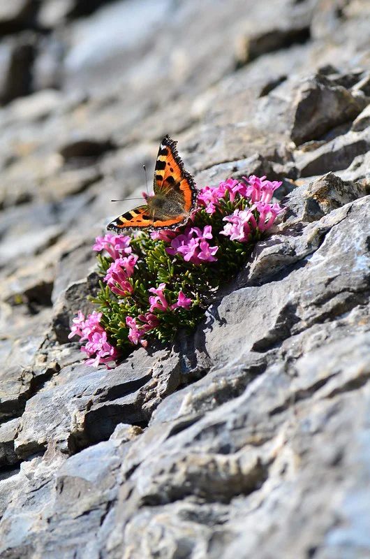 Felsen-Seidelbast im Hang mit Schmetterling