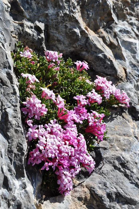 Felsen-Seidelbast blühend im felsigen Steilhang