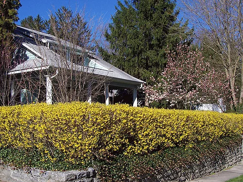 Eine Forsythienhecke vor einem Haus