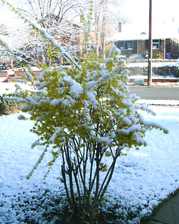 Blühende Forsythie im Schnee