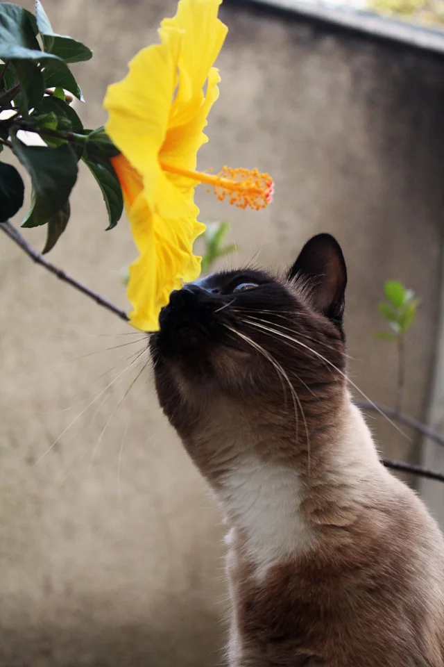 Katze schnuppert an einer Hibiskusblüte