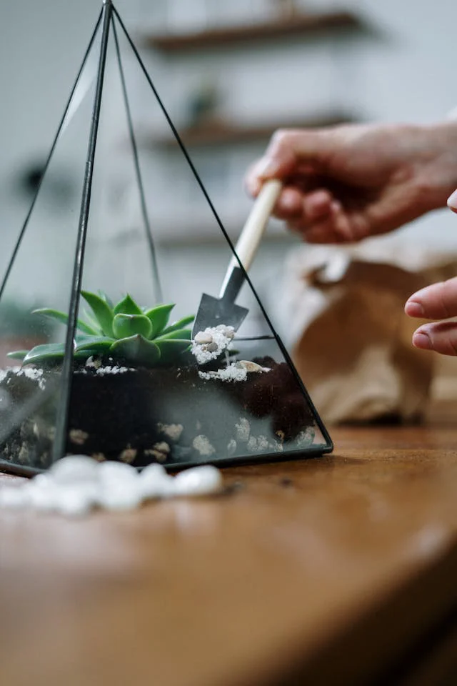 Sukkulente ist eingepflanzt im Glas-Terrarium und wird mit weißem Sand und Kieselsteinchen gemulcht