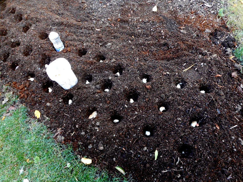 Ein Gartenbeet mit gesteckten Knoblauchzehen in noch offenen Pflanzlöchern