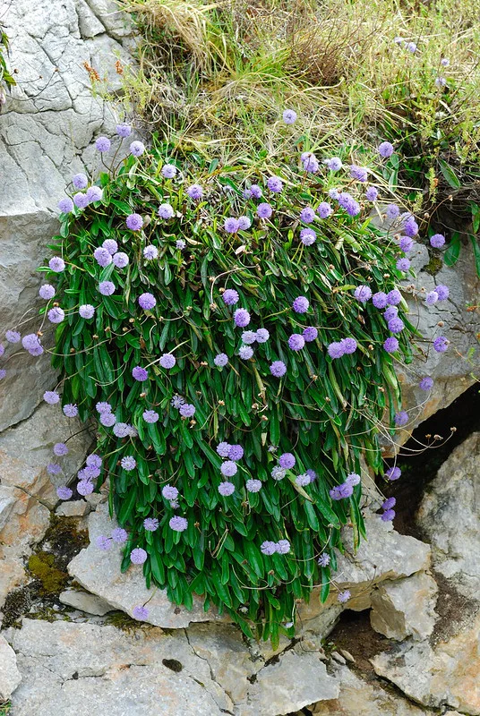 Kugelblume auf Felsen