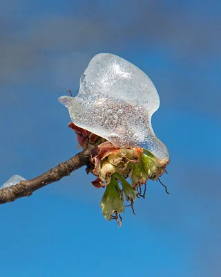 Silberahorn Blüte unter Eis und Schnee