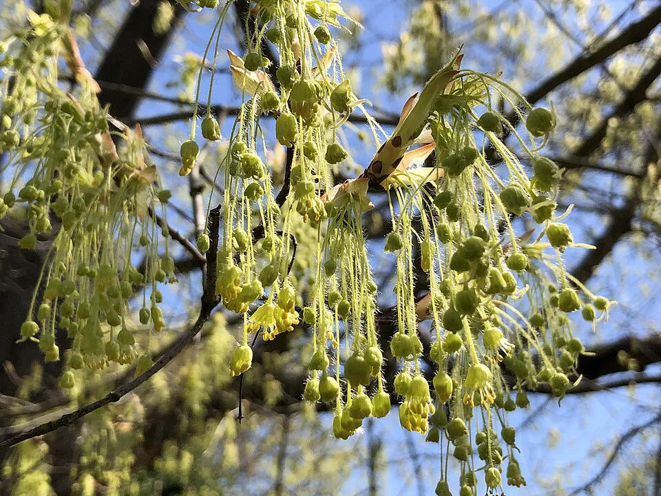 Zuckerahorn Blüten am Baum