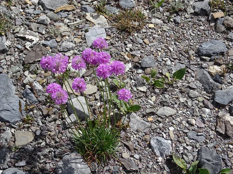 Im Geröll eines Berghangs gedeihen Alpen-Grasnelken