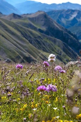 Blühende Alpen-Grasnelken in einer Bergwiese mit Gipfeln im Hintergrund