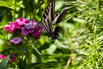 Die Bartnelke ist eine umschwärmte Gartenstaude