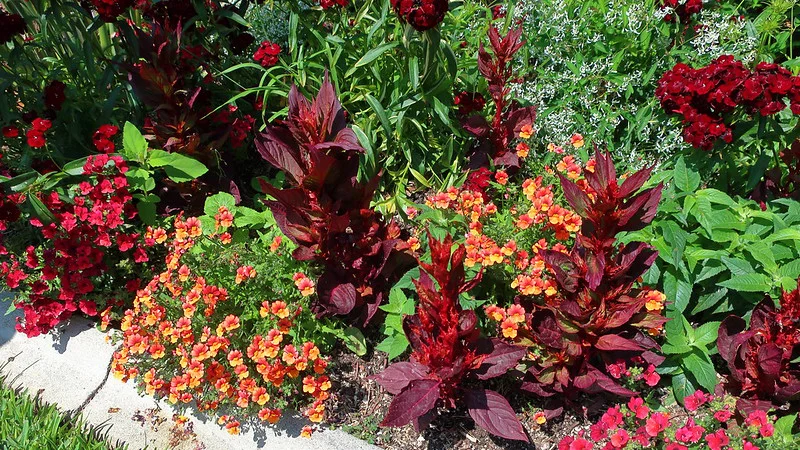 Bartnelke der Sorte Sweet William mit Nemesia und anderen Blumen im Staudenbeet