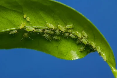 Ein grünes Blatt voller grüner Blattläuse