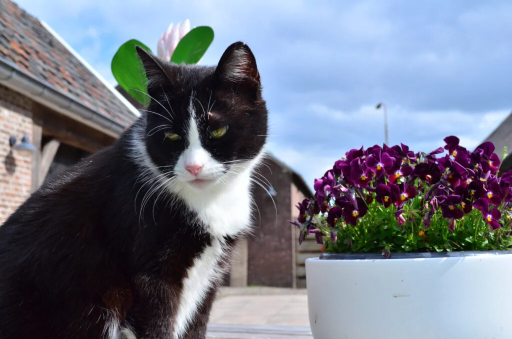 Katze sitzt neben einem Blumentopf mit Veilchen