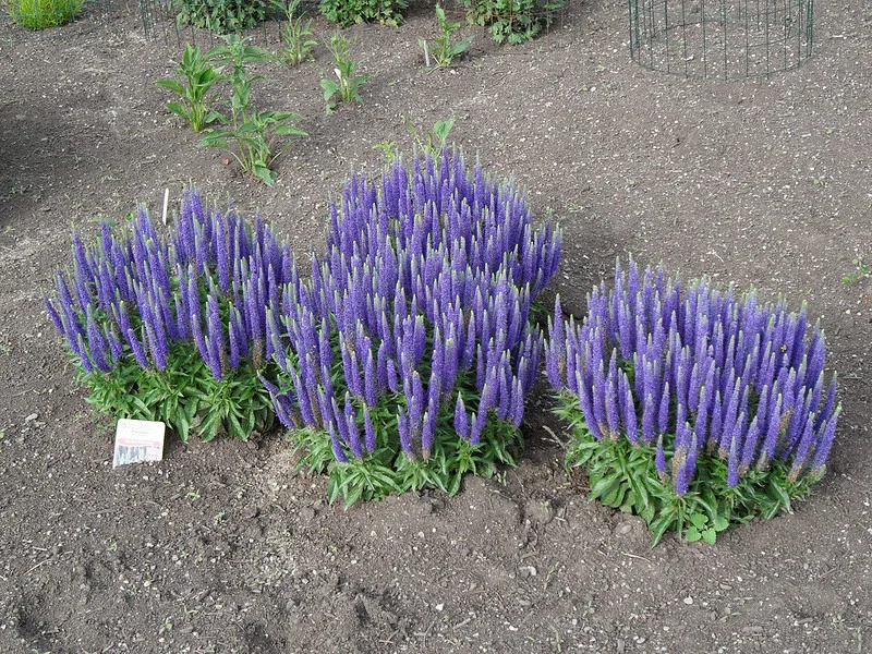 Blühender Veronica spicata als 4-er Gruppe im Beet