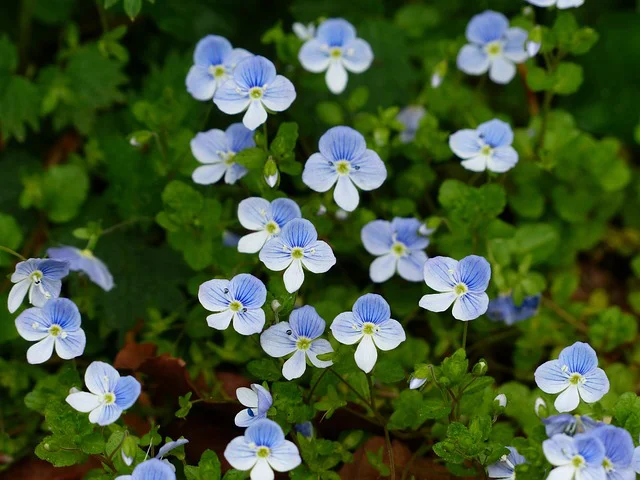 Blühender Gamander Ehrenpreis mit hellblauen Blüten