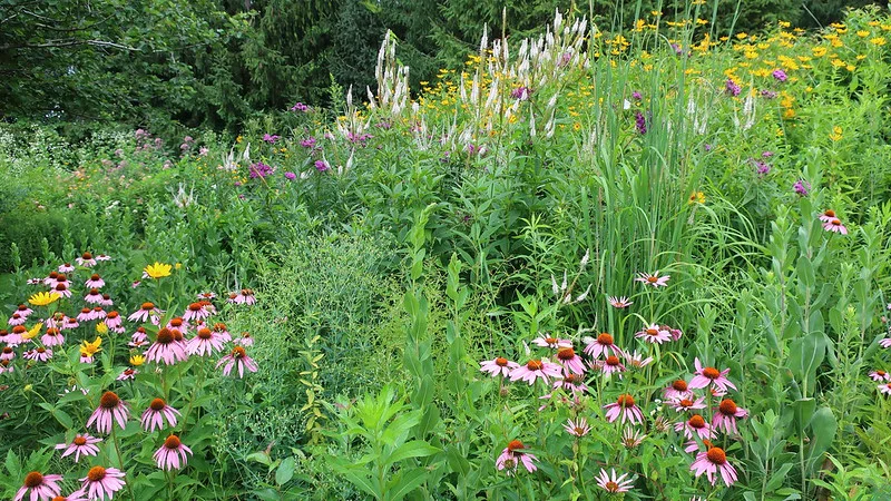 Kandelaberehrenpreis als Leitstaude in einem schön bepflanzten Gartenbeet