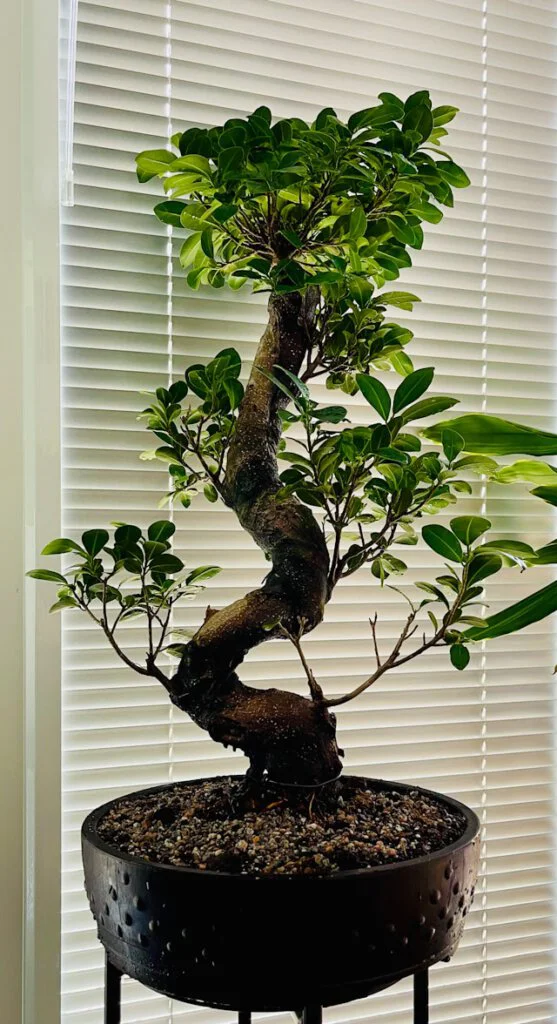 Ficus benjamina Bonsai steht hinter einer verschlossenen Jalousie