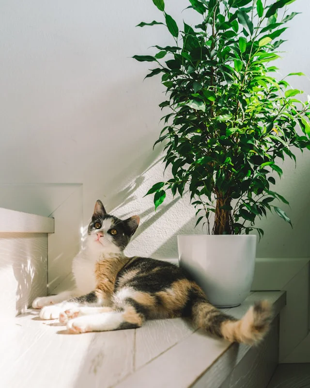 Katze und Ficus benjamina auf einer Treppe