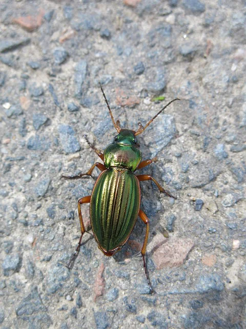 Gold-Laufkäfer von oben fotografiert auf einer Steinunterlage