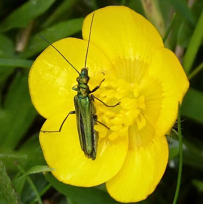 Ein grüner Scheinbockkäfer sitzt auf der Blüte einer Butterblume