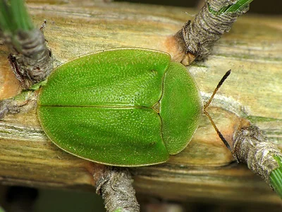 Grüner Schildkäfer von oben in Nahaufnahme