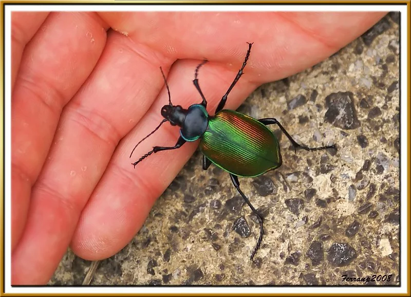 Der große grüne Käfer Puppenräuber krabbelt auf eine Männerhand