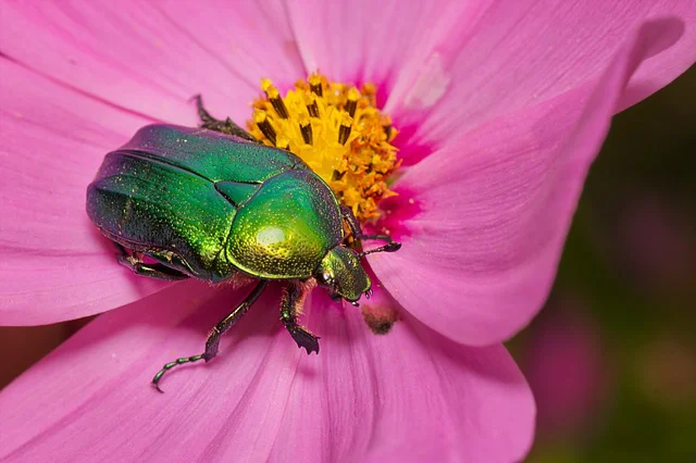 Gold-Rosenkäfer sitzt auf einer rosafarbenen Blüte