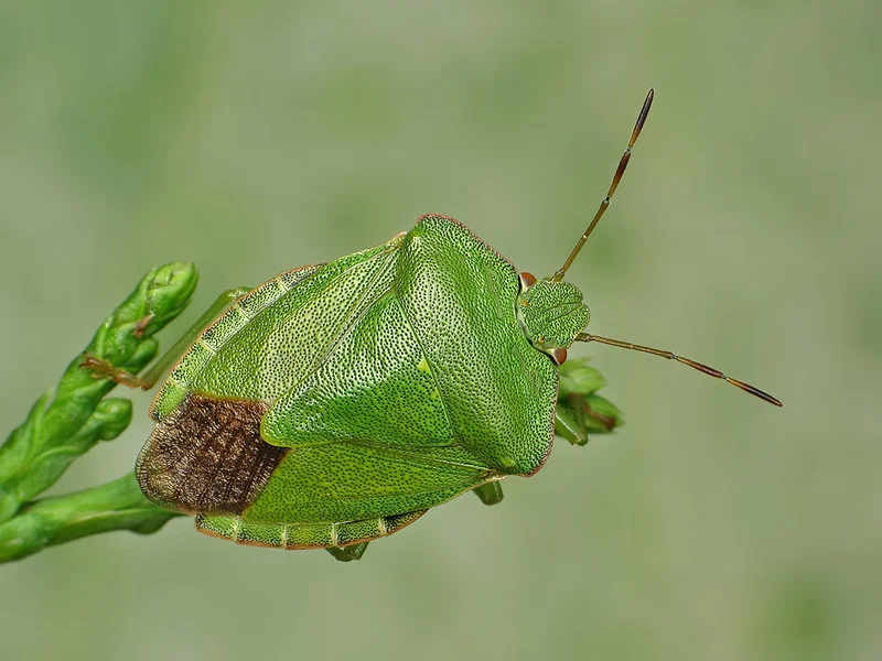 Grüne Stinkwanze in Großaufnahme