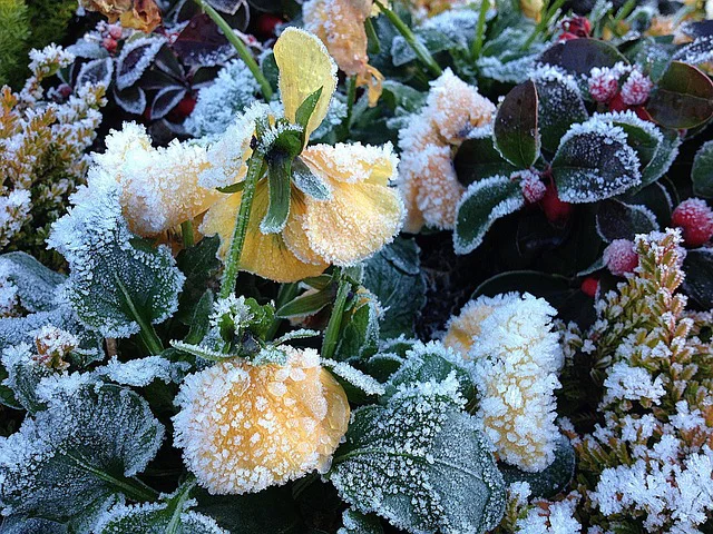 Hornveilchen überzogen von Frost