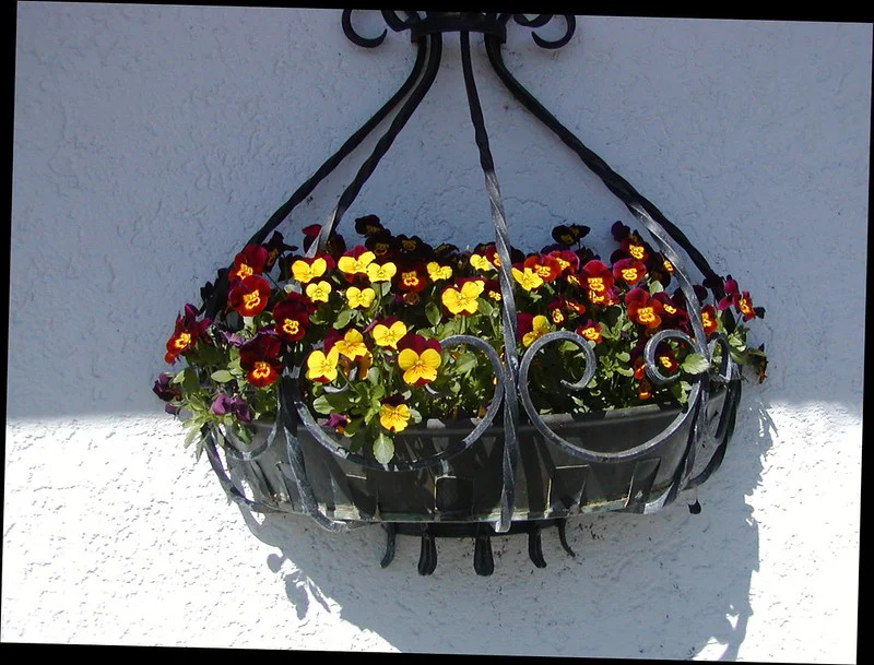 Hornveilchen blühen in einer Blumenampel an der weißen Hauswand