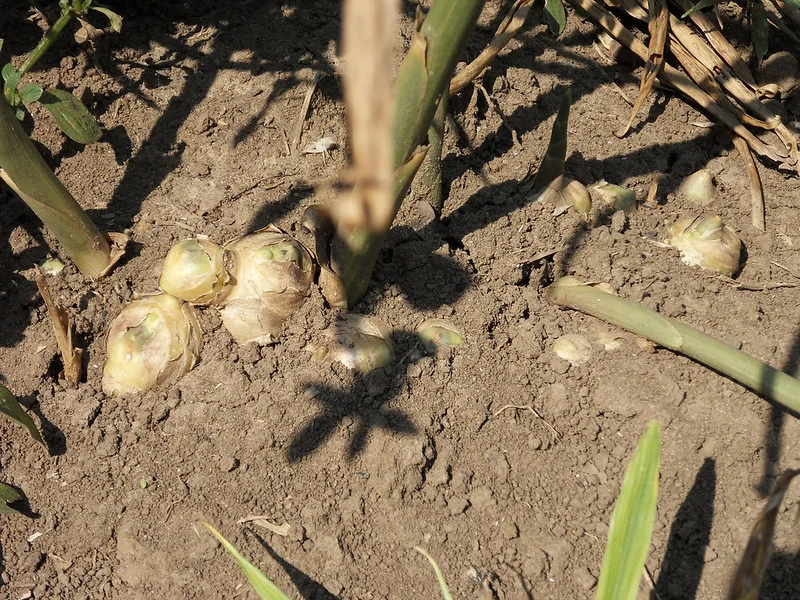 Erntereife Ingwer Rhizome mit Blättern im Beet