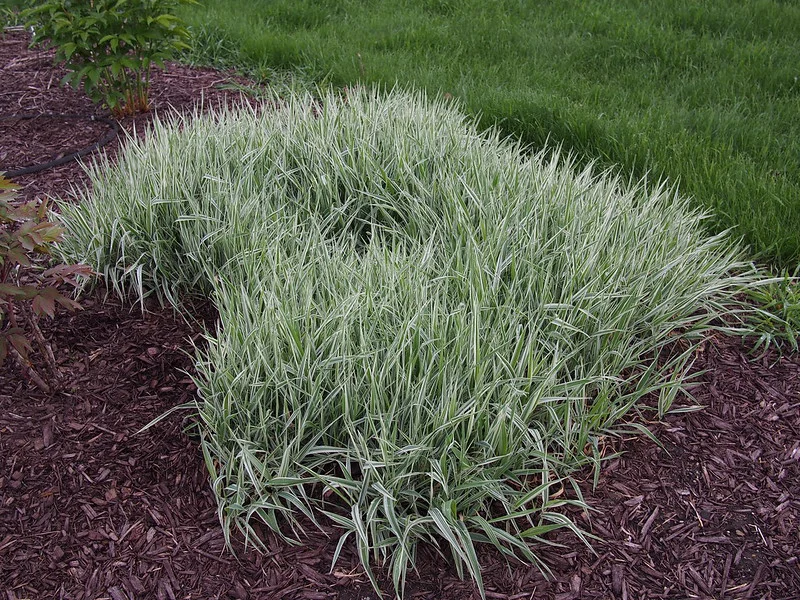 Japansegge Aurea variegata als Bodendecker