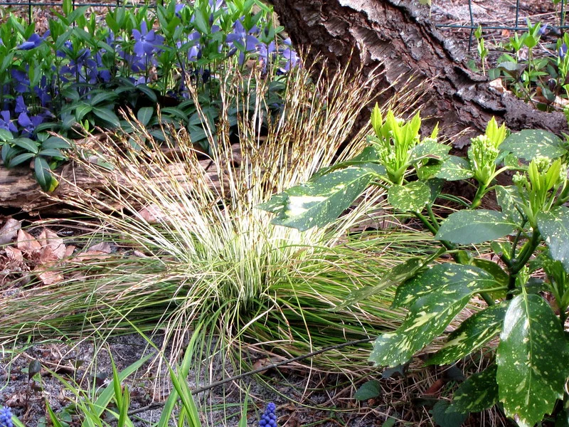 Japansegge mit Ährenblüten im Gartenbeet