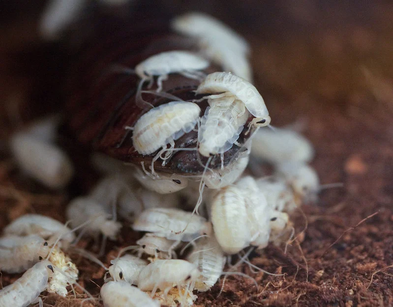 Nest mit Kakerlaken Babys, noch weiß.