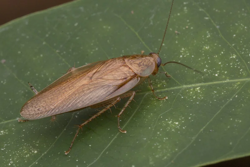 Waldschabe, Ectobiinae sitzt auf einem Blatt