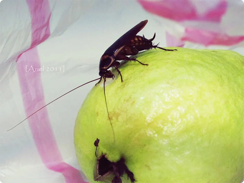 Eine Kakerlake sitzt auf einem Stück Obst in der Küche