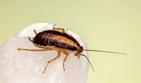 Deutsche Kakerlake, Blattella germanica