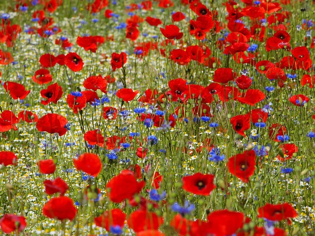 Klatschmohn und Kornblumen blühen im Beet