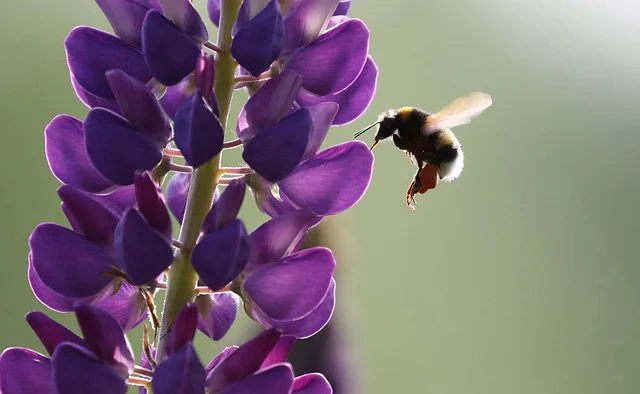 Hummel fliegt auf eine Lupinenblüte zu