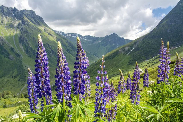 Blaue Lupinen blühen hoch oben im Gebirge