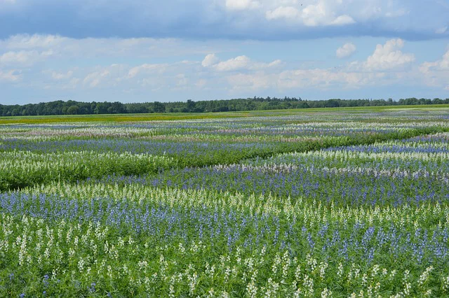 In großen Feldern blühen blaue, gelbe und weiße Lupinen als Gründüngung