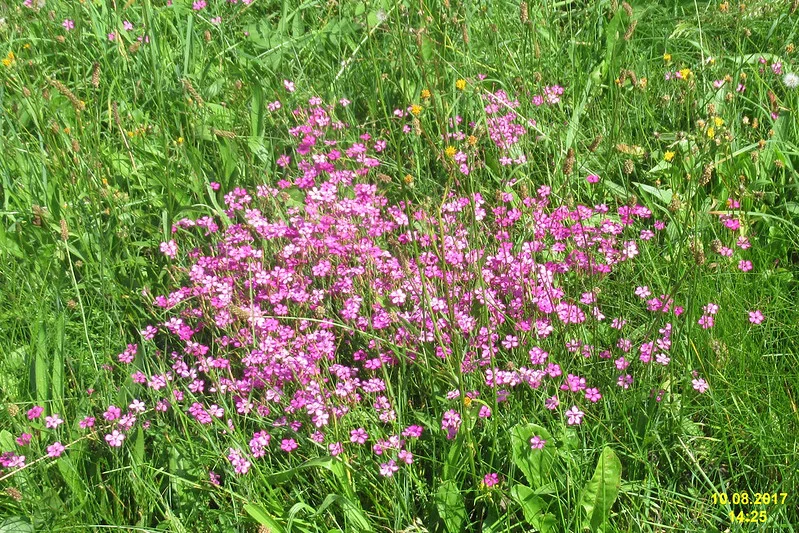 Blühende Kartäusernelken (Dianthus carthusianorum) in einer Blumenwiese