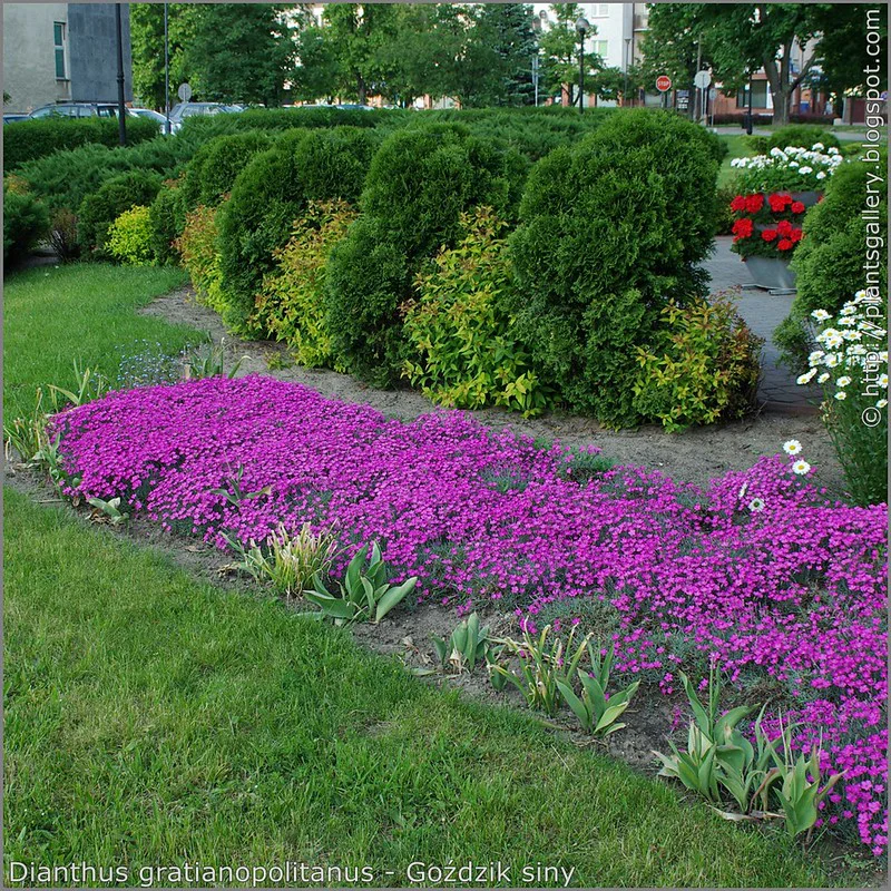 Violettrosa blühende Pfingstnelken (Dianthus gratianopolitanus) im Gartenbeet